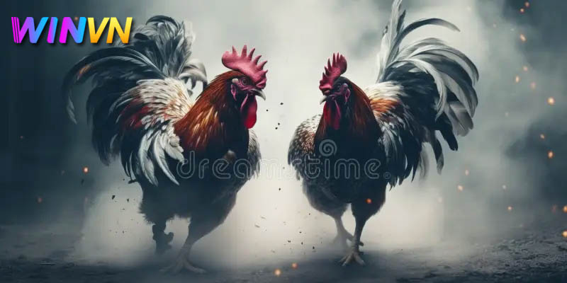 Đá Gà Bình Luận Viên | Trải nghiệm đẳng cấp chỉ có tại WinVN 3 chú ý khi cá cược đá gà tại winvn