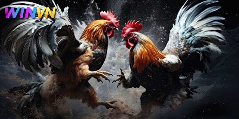 Tham gia Đá gà WinVN cá cược thỏa mãn đam mê 2 Giới thiệu đá gà online