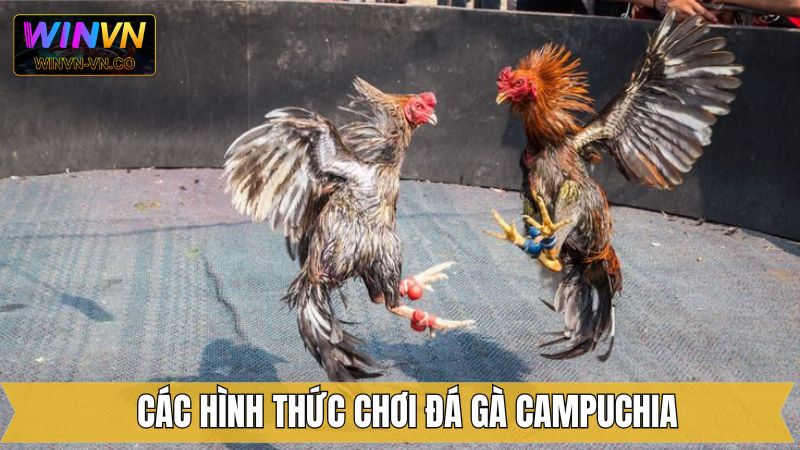 Đá Gà Campuchia – Khám Phá Những Trận Đấu Hấp Dẫn Tại Winvn 3 Danh sách các hình thức chọi kê Campuchia được yêu thích