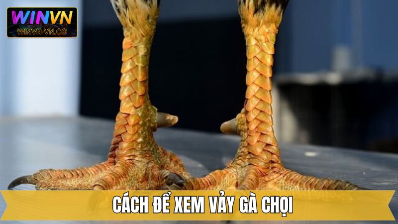 Xem Vảy Gà Chọi - Nhận Diện Chiến Kê Xuất Sắc Cùng Winvn 3 Cách xem vảy gà chọi chuẩn xác từ các chuyên gia