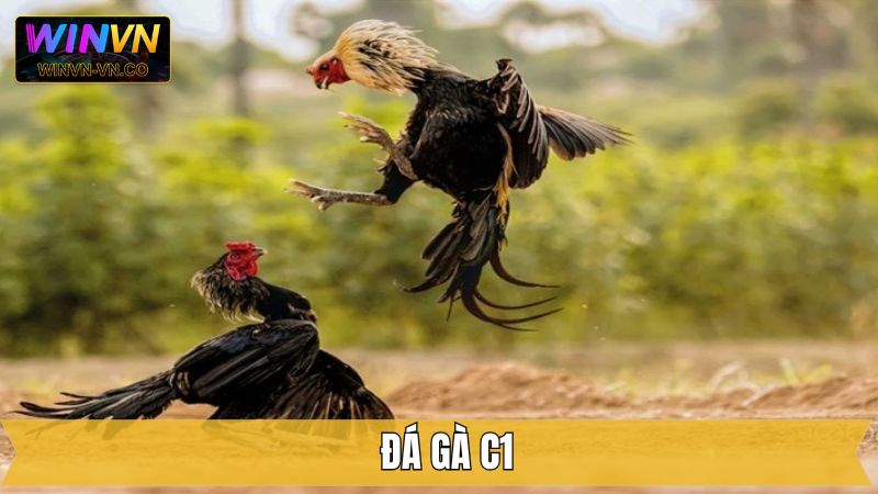 Đá Gà C1 Winvn - Đấu Trường Rực Lửa Dành Cho Dân Cá Cược 1 Đá Gà C1 Winvn - Đấu Trường Rực Lửa Dành Cho Dân Cá Cược