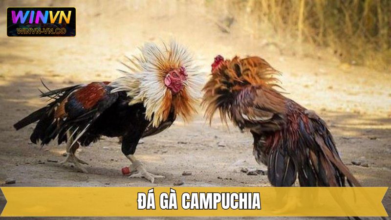 Đá Gà Campuchia – Khám Phá Những Trận Đấu Hấp Dẫn Tại Winvn 1 Đá Gà Campuchia – Khám Phá Những Trận Đấu Hấp Dẫn Tại Winvn