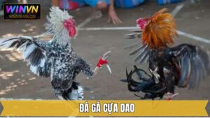 Đá Gà Cựa Dao Winvn - Mãn Nhãn Với Những Trận Đấu Hấp Dẫn