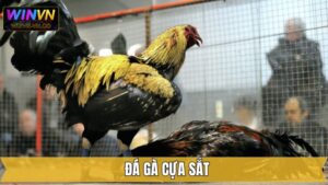 Đá Gà Cựa Sắt - Chia Sẻ Luật Chơi Cho Hội Viên Tại Winvn