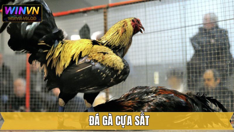 Đá Gà Cựa Sắt - Chia Sẻ Luật Chơi Cho Hội Viên Tại Winvn 1 Đá Gà Cựa Sắt - Chia Sẻ Luật Chơi Cho Hội Viên Tại Winvn