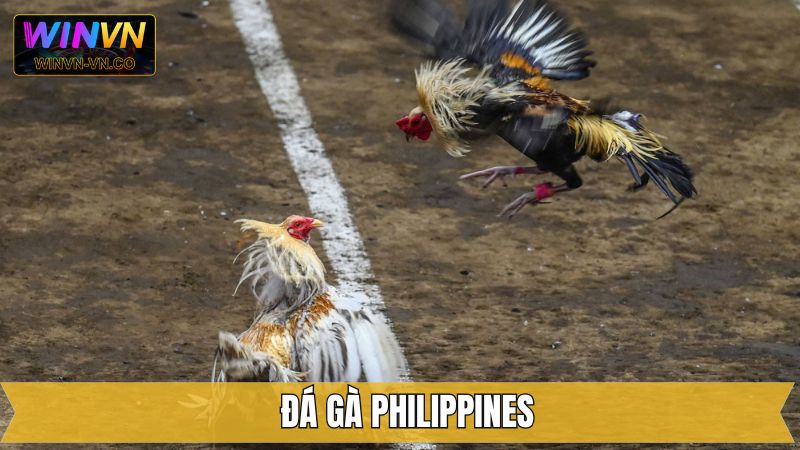 Đá Gà Philippines - Đa Dạng Các Trận Đấu Cuốn Hút Trên Winvn