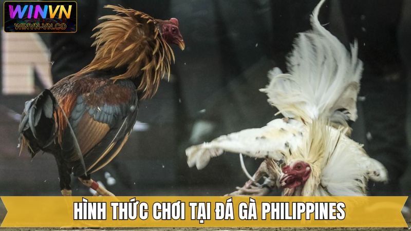 Các loại hình đá gà Philippines kịch tính và hấp dẫn