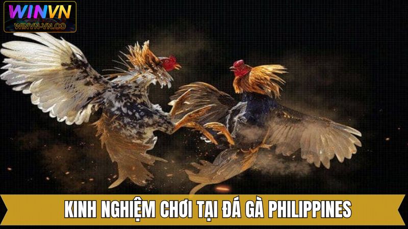 Bí quyết chiến thắng khi tham gia chọi kê Philippines