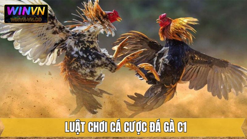 Đá Gà C1 Winvn - Đấu Trường Rực Lửa Dành Cho Dân Cá Cược 3 Luật tham gia đá gà C1 cần nắm rõ