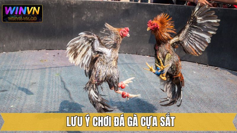 Đá Gà Cựa Sắt - Chia Sẻ Luật Chơi Cho Hội Viên Tại Winvn 4 Một vài kiến thức cần lưu ý trong đá gà cựa sắt