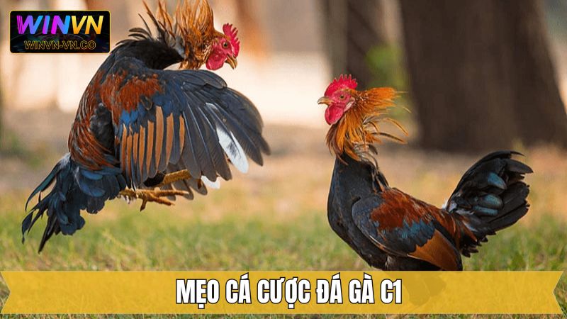 Đá Gà C1 Winvn - Đấu Trường Rực Lửa Dành Cho Dân Cá Cược 4 Kinh nghiệm đem lại hiệu quả cao khi chọi kê C1 trên Winvn