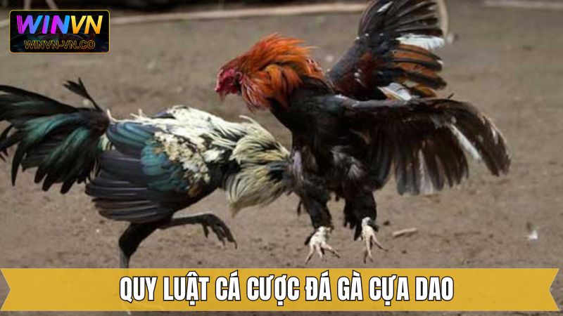 Đá Gà Cựa Dao Winvn - Mãn Nhãn Với Những Trận Đấu Hấp Dẫn 3 Bật mí luật chơi với những nội dung quan trọng