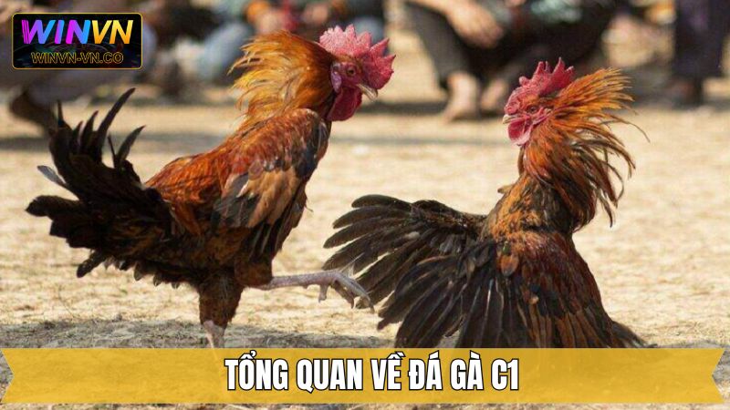 Đá Gà C1 Winvn - Đấu Trường Rực Lửa Dành Cho Dân Cá Cược 2 Thông tin tổng quan về hình thức chọi kê C1 trên Winvn