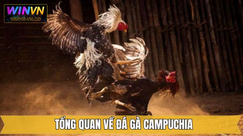 Đá Gà Campuchia – Khám Phá Những Trận Đấu Hấp Dẫn Tại Winvn 2 Tổng quan nội dung liên quan đến đá gà Campuchia