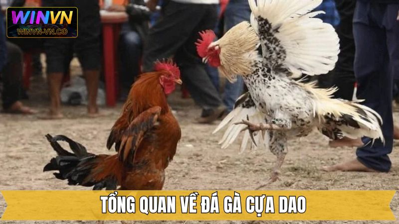 Đá Gà Cựa Dao Winvn - Mãn Nhãn Với Những Trận Đấu Hấp Dẫn 2 Nội dung ngắn gọn liên quan đến đá gà cựa dao