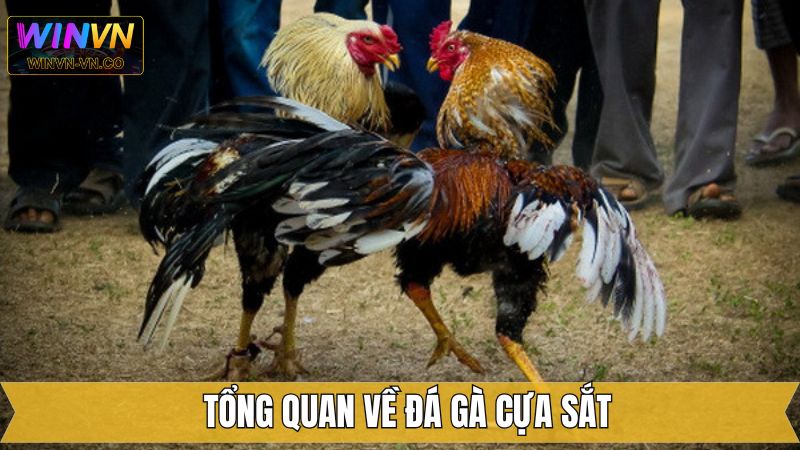 Đá Gà Cựa Sắt - Chia Sẻ Luật Chơi Cho Hội Viên Tại Winvn 2 Giới thiệu chung về hình thức chọi kê hot nhất