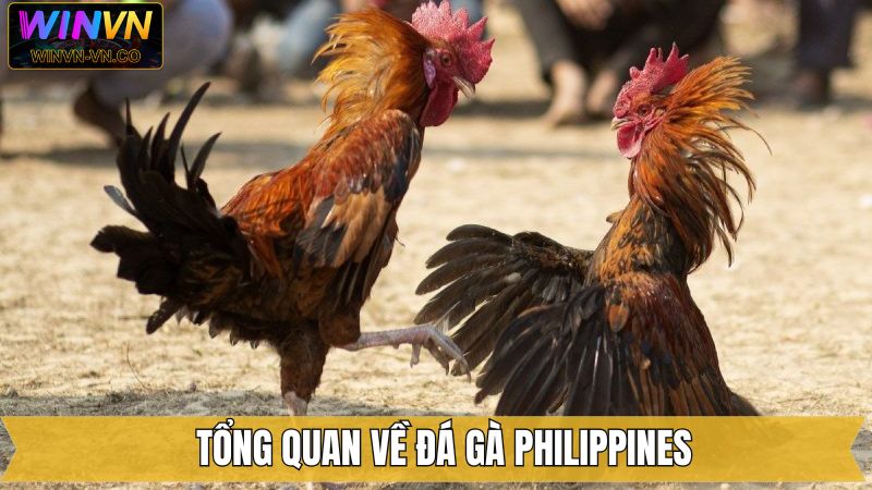 Sơ lược về hình thức chọi kê Philippines