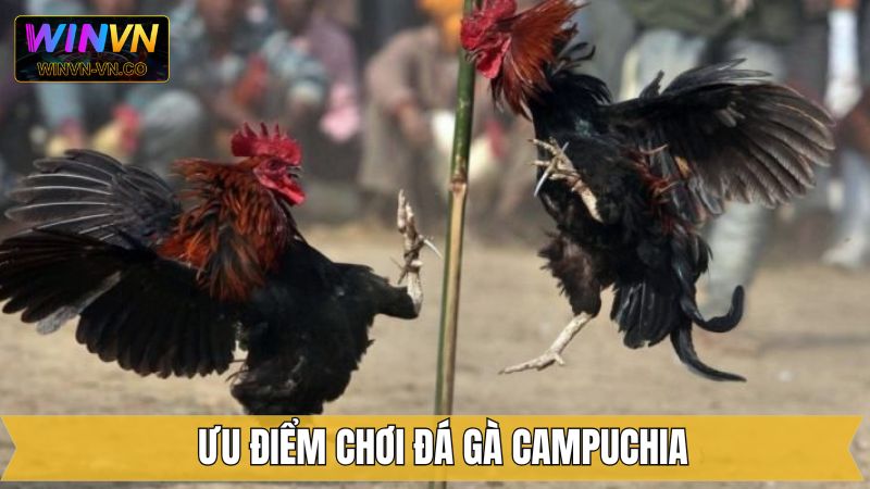 Đá Gà Campuchia – Khám Phá Những Trận Đấu Hấp Dẫn Tại Winvn 4 Bật mí những ưu điểm tuyệt vời mà đá gà Campuchia đang sở hữu