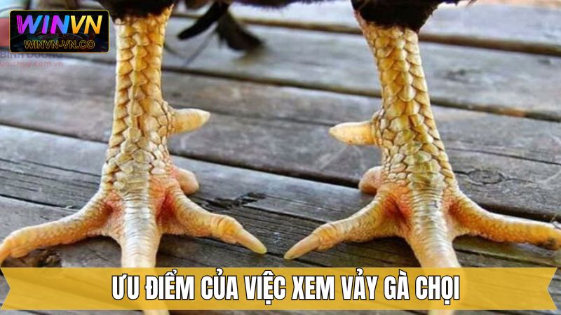 Xem Vảy Gà Chọi - Nhận Diện Chiến Kê Xuất Sắc Cùng Winvn 2 Vai trò then chốt của kỹ thuật xem vảy chiến kê