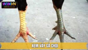 Xem Vảy Gà Chọi - Nhận Diện Chiến Kê Xuất Sắc Cùng Winvn