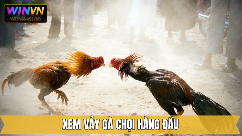Xem Vảy Gà Chọi - Nhận Diện Chiến Kê Xuất Sắc Cùng Winvn 4 Một số vảy chiến kê được các chuyên gia ưa chuộng
