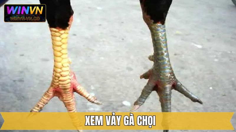Xem Vảy Gà Chọi - Nhận Diện Chiến Kê Xuất Sắc Cùng Winvn 1 Xem Vảy Gà Chọi - Nhận Diện Chiến Kê Xuất Sắc Cùng Winvn