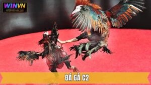 Đá Gà C2 - Sàn Đấu Với Những Chiến Kê Hàng Đầu Tại Winvn