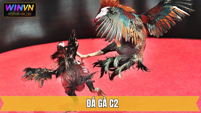 Đá Gà C2 - Sàn Đấu Với Những Chiến Kê Hàng Đầu Tại Winvn 1 Đá Gà C2 - Sàn Đấu Với Những Chiến Kê Hàng Đầu Tại Winvn