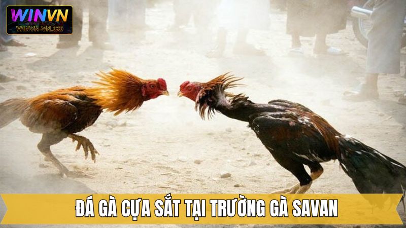 Trường Gà Savan - Điểm Hẹn Đầy Kịch Tính Tại Winvn 4 Chọi kê cựa sắt tại trường gà Savan