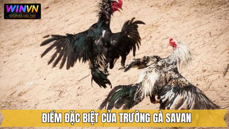 Trường Gà Savan - Điểm Hẹn Đầy Kịch Tính Tại Winvn 3 Trường gà Savan với những màn đấu cực đỉnh
