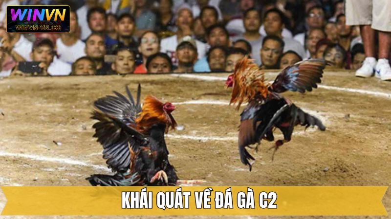 Đá Gà C2 - Sàn Đấu Với Những Chiến Kê Hàng Đầu Tại Winvn 2 Thông tin về hình thức đá gà C2