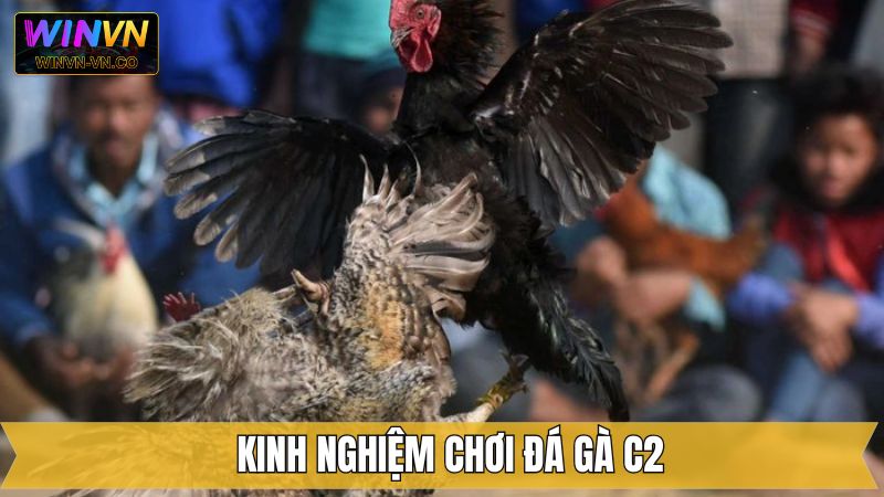 Đá Gà C2 - Sàn Đấu Với Những Chiến Kê Hàng Đầu Tại Winvn 4 Kinh nghiệm cá cược chọi gà C2 hiệu quả