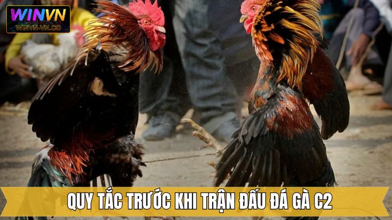Đá Gà C2 - Sàn Đấu Với Những Chiến Kê Hàng Đầu Tại Winvn 3 Quy trình trước khi chọi gà C2