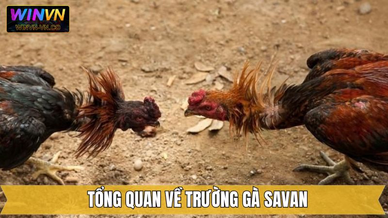 Trường Gà Savan - Điểm Hẹn Đầy Kịch Tính Tại Winvn 2 Sơ lược vài điều về điểm đến hấp dẫn cho hội viên