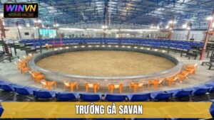 Trường Gà Savan - Điểm Hẹn Đầy Kịch Tính Tại Winvn